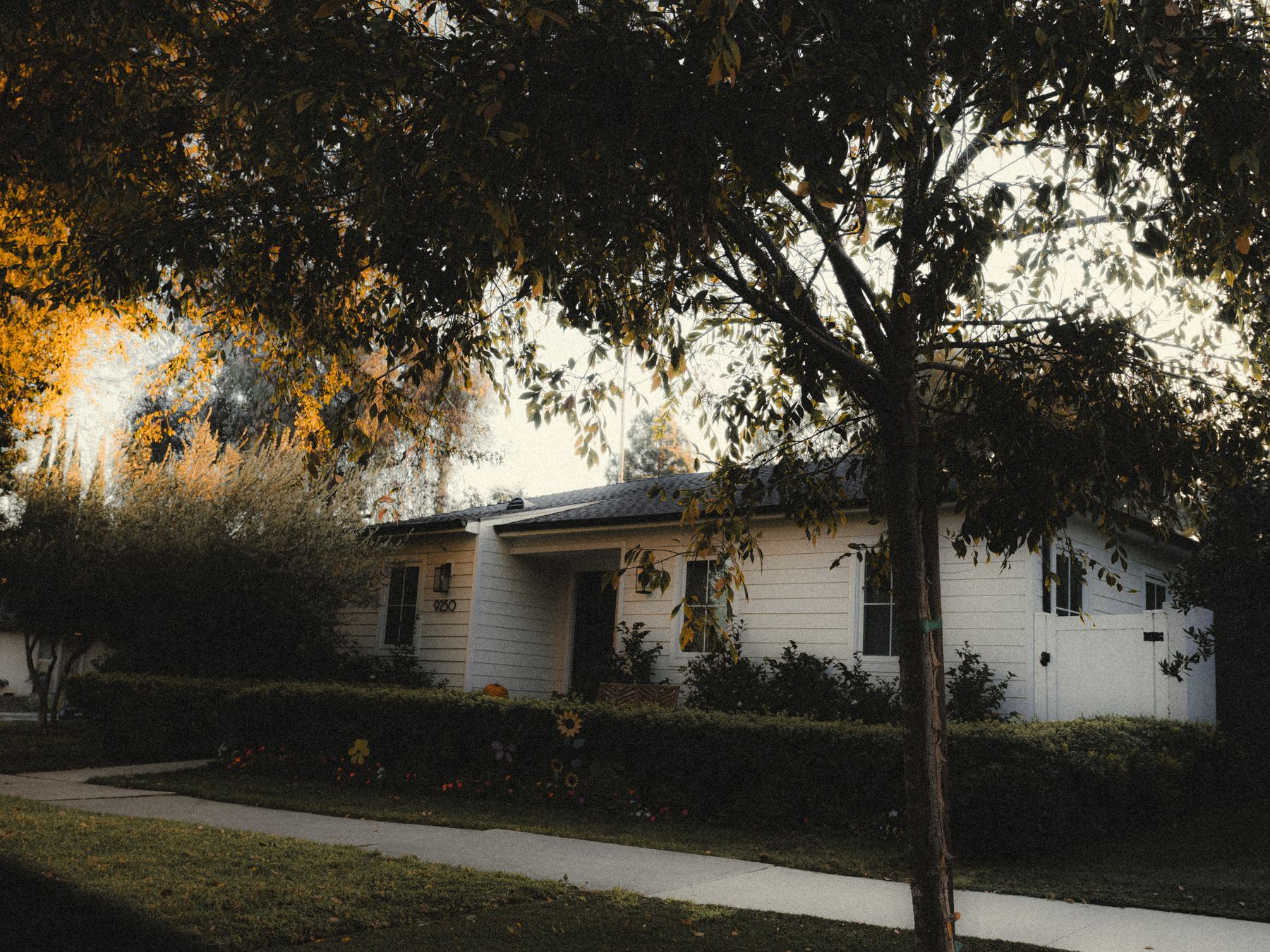 A single-family home beneath mature trees and garden foliage