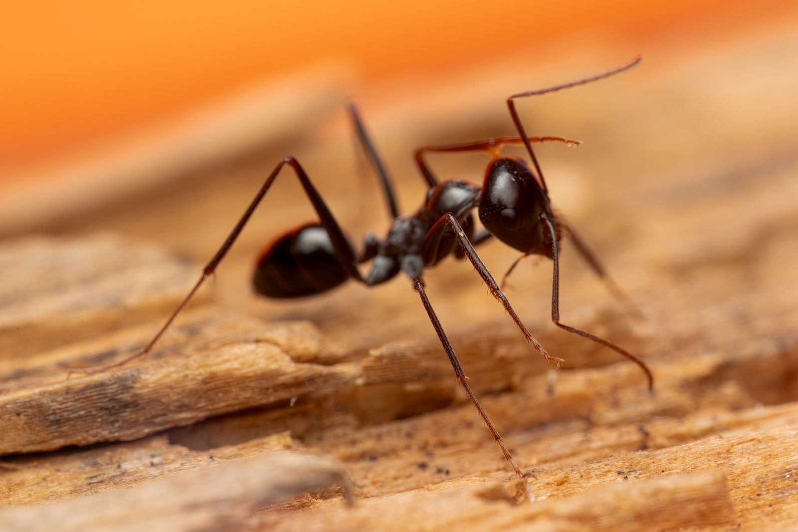 A close view of an ant on a wooden surface