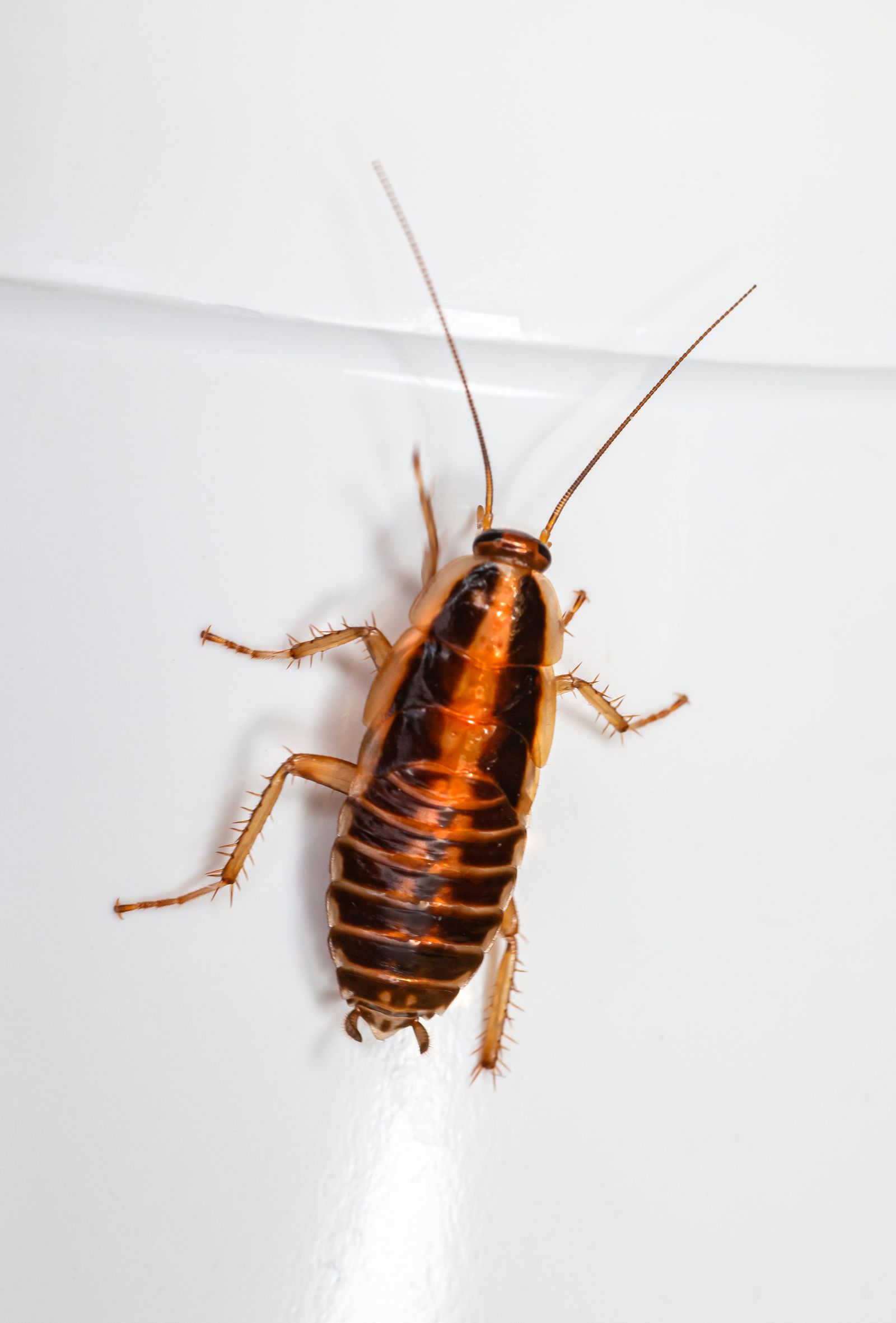 A cockroach on a light-colored indoor surface